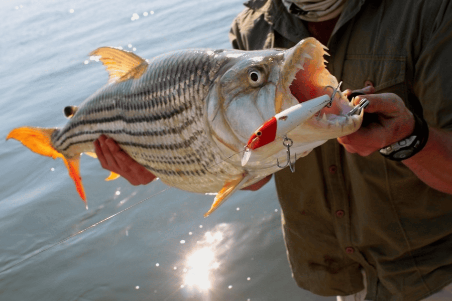 Fishing on the Zambezi